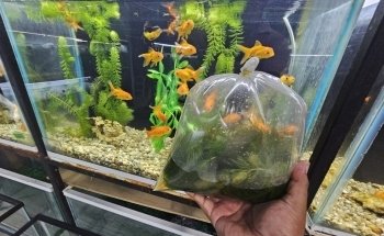 AQUARIO MUNDO MARINO