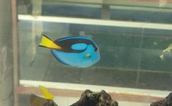 Veterinaria y Acuario Medivet