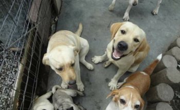 Veterinaria y Acuario Medivet