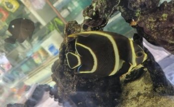 Veterinaria y Acuario Medivet