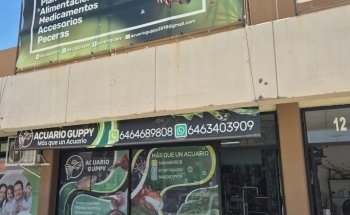 Acuario Guppy