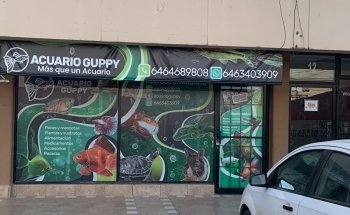 Guppy Aquarium