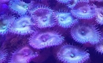 Acuario POLIPO