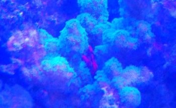 Acuario POLIPO