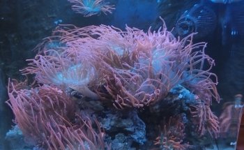 Acuario POLIPO