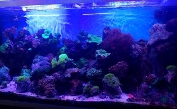 Acuario POLIPO