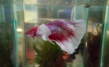 Acuario POLIPO