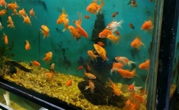 Acuario POLIPO