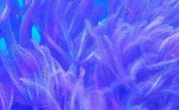 Acuario POLIPO
