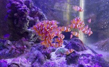 Acuario POLIPO