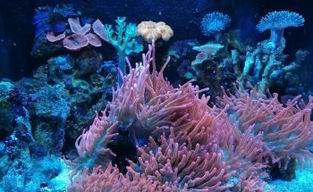 POLIPO Aquarium