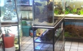 AQUADOM
