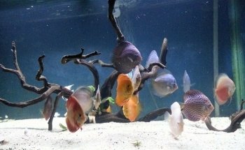 AQUADOM
