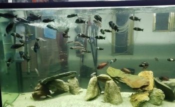 AQUADOM