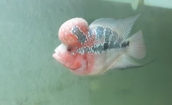AQUADOM