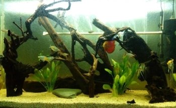 AQUADOM