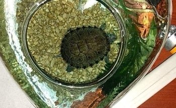 Acuario Mascotas