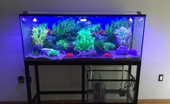 ACUARIO ROSARIO