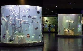 ACUARIO ROSARIO