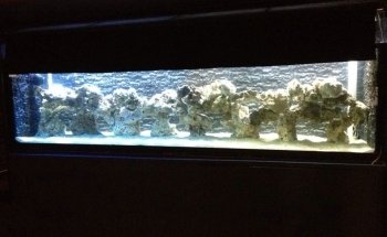 ACUARIO ROSARIO
