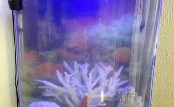 ACUARIO ROSARIO