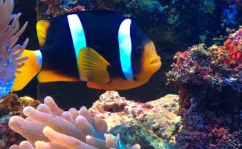 ACUARIO ROSARIO