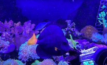 Reef Magic México