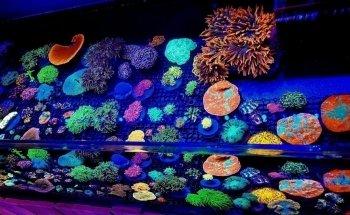 Reef Magic México