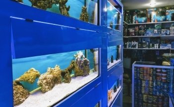 Reef Magic México