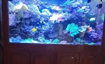 Reef Magic México