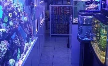 Reef Magic México