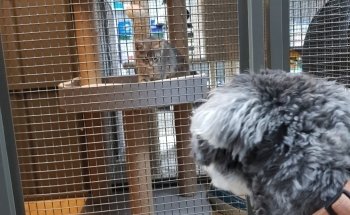 Head To Tail Pets