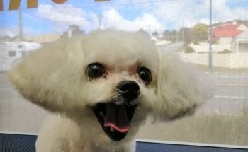 Head To Tail Pets