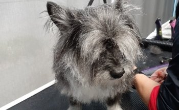 Head To Tail Pets