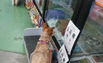 Head To Tail Pets