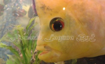 Acuario y Mascotas Laguna ByE