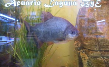Acuario y Mascotas Laguna ByE