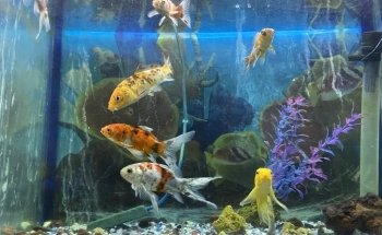 Acuario Montiel