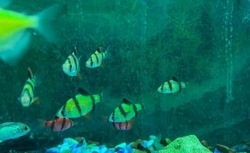 Acuario Montiel
