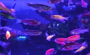 Acuario Montiel