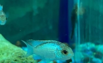 Acuario Montiel