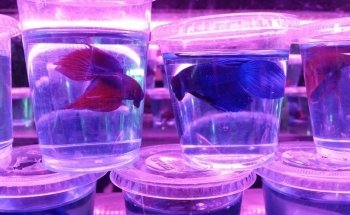 Acuario Montiel