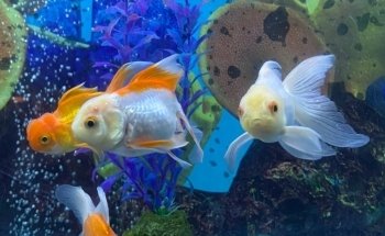 Acuario Montiel