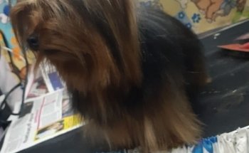 Servicio Veterinario Rottpast