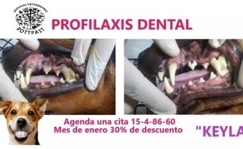 Servicio Veterinario Rottpast
