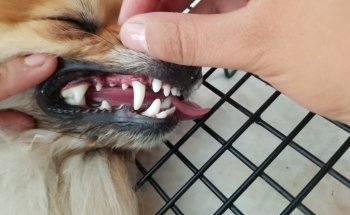 Servicio Veterinario Rottpast