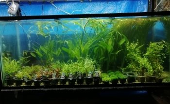 Acuario Petromex