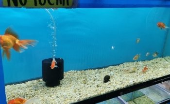 Acuario Petromex