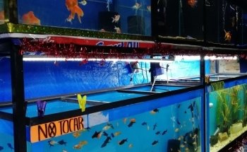Acuario Petromex