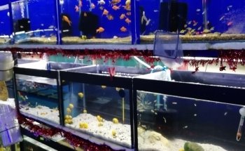 Acuario Petromex